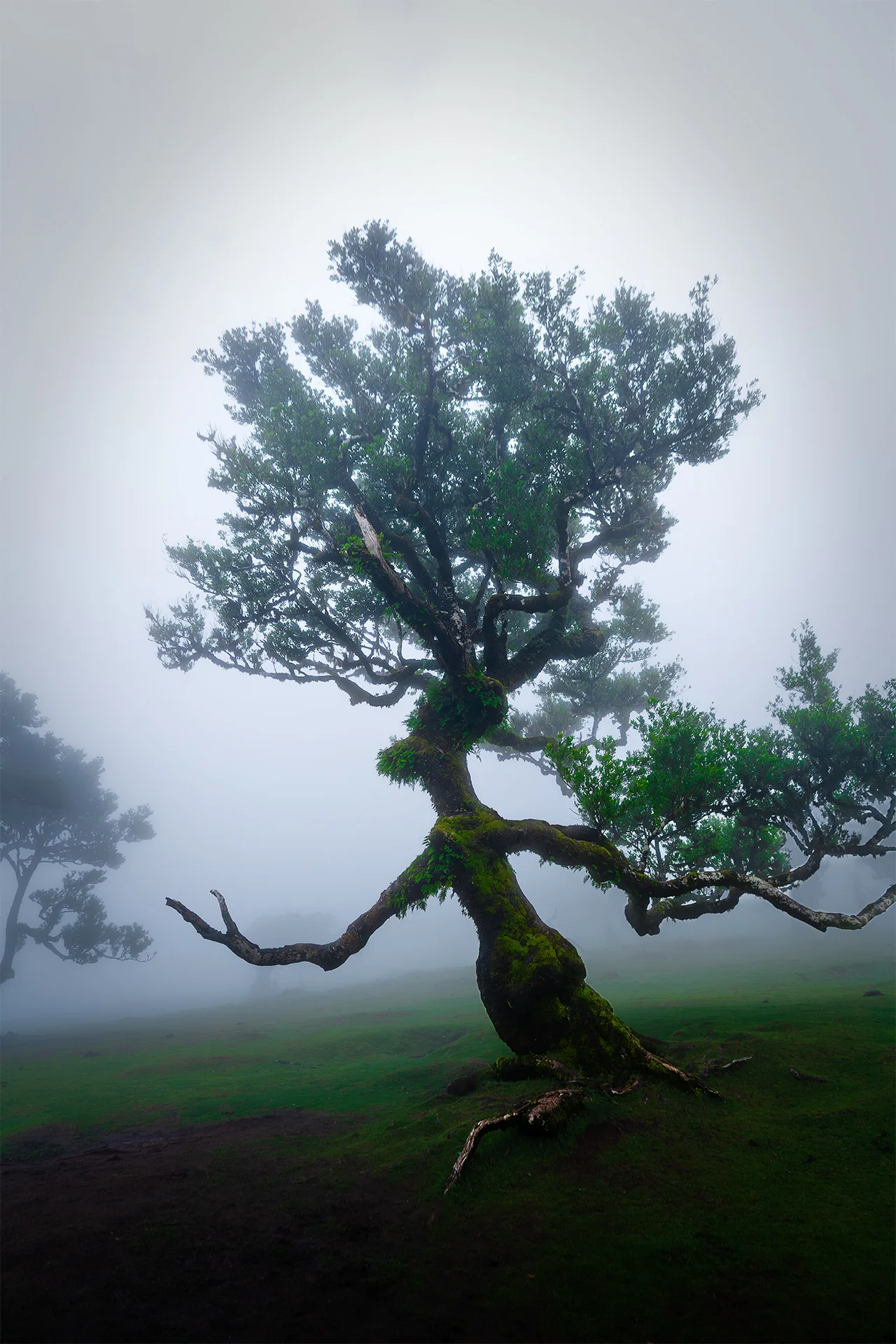 A twisted old tree covered with moss standing alone in the dense fog and dark green grass of Fanal Forest, Madeira.