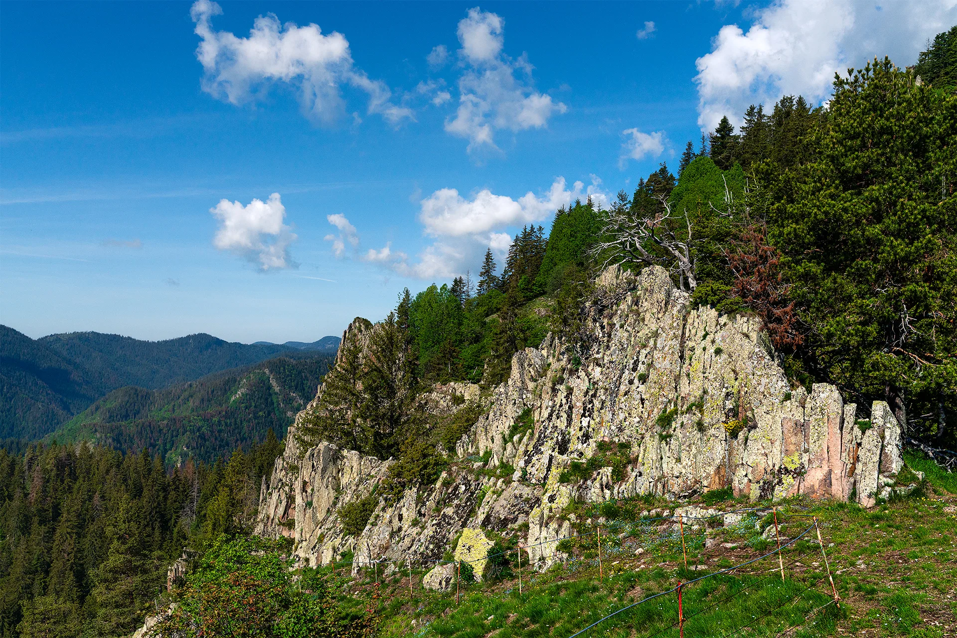 Rocky ridge of Chervenata Skala rising above dense coniferous forest beneath a clear blue sky.