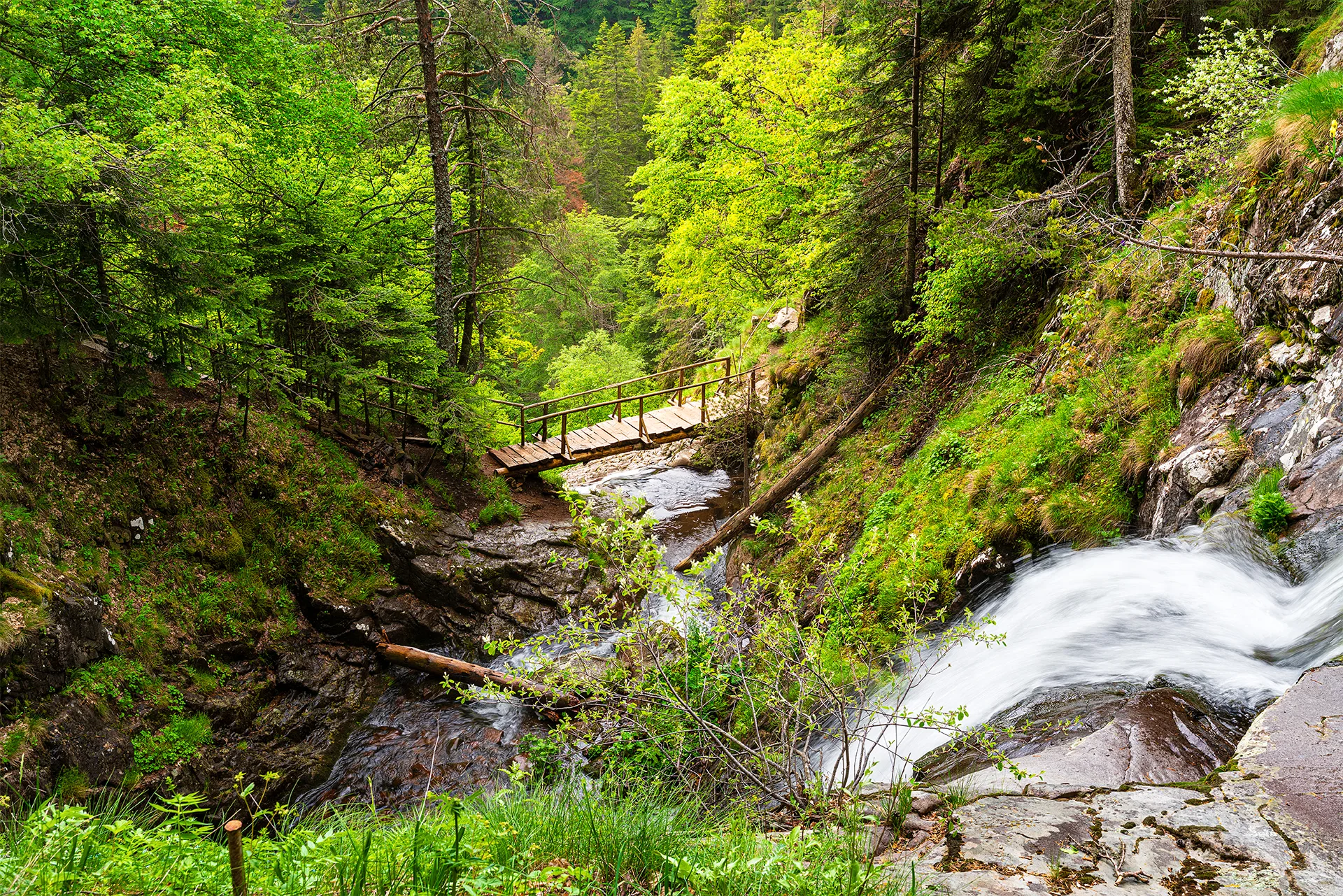 Wooden bridge crossing a fast mountain stream among rocks and dense green forest in the Canyon of Waterfalls.