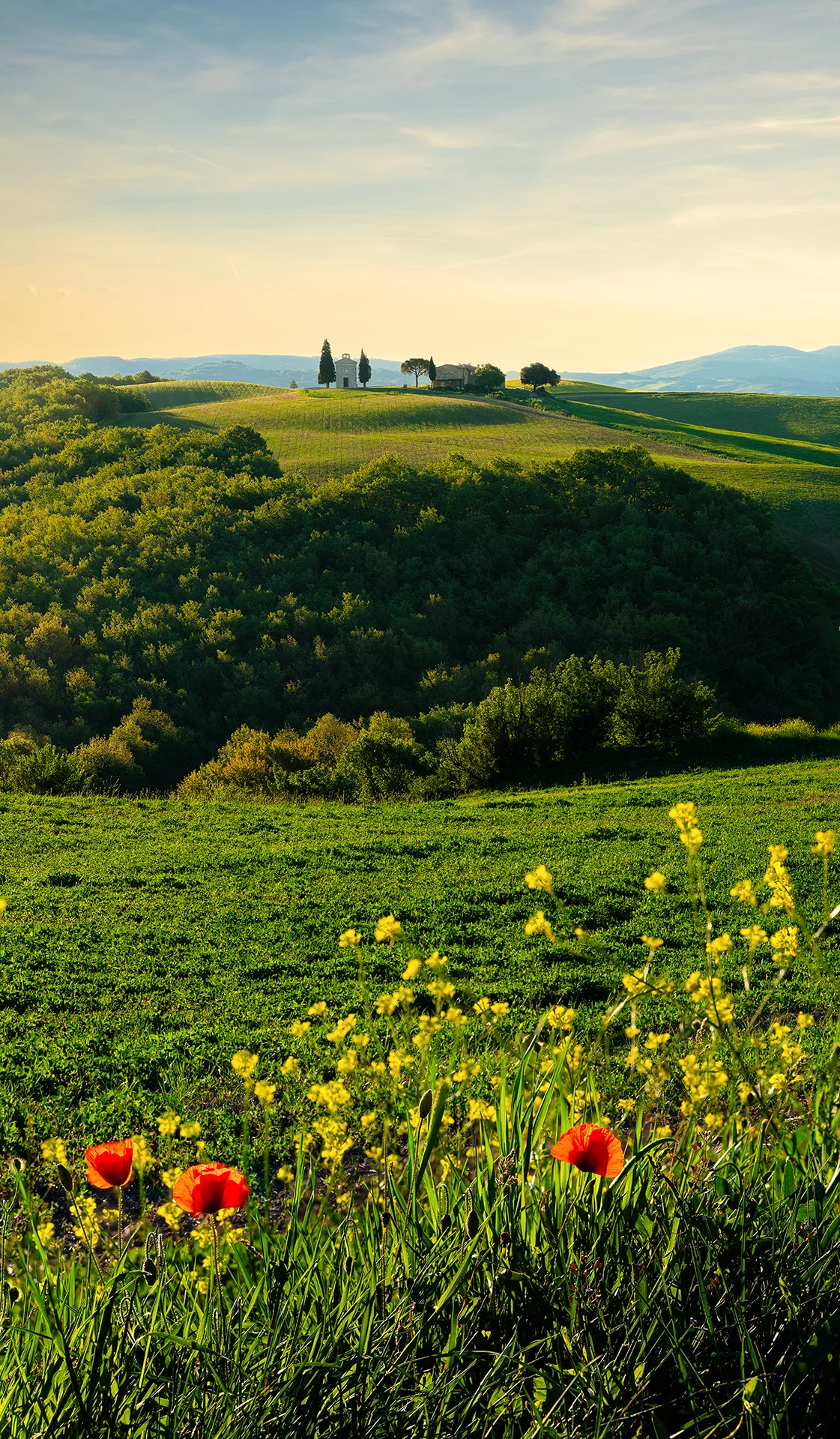 Red poppies and yellow wildflowers below the distant Vitaleta Chapel at sunrise in Tuscany