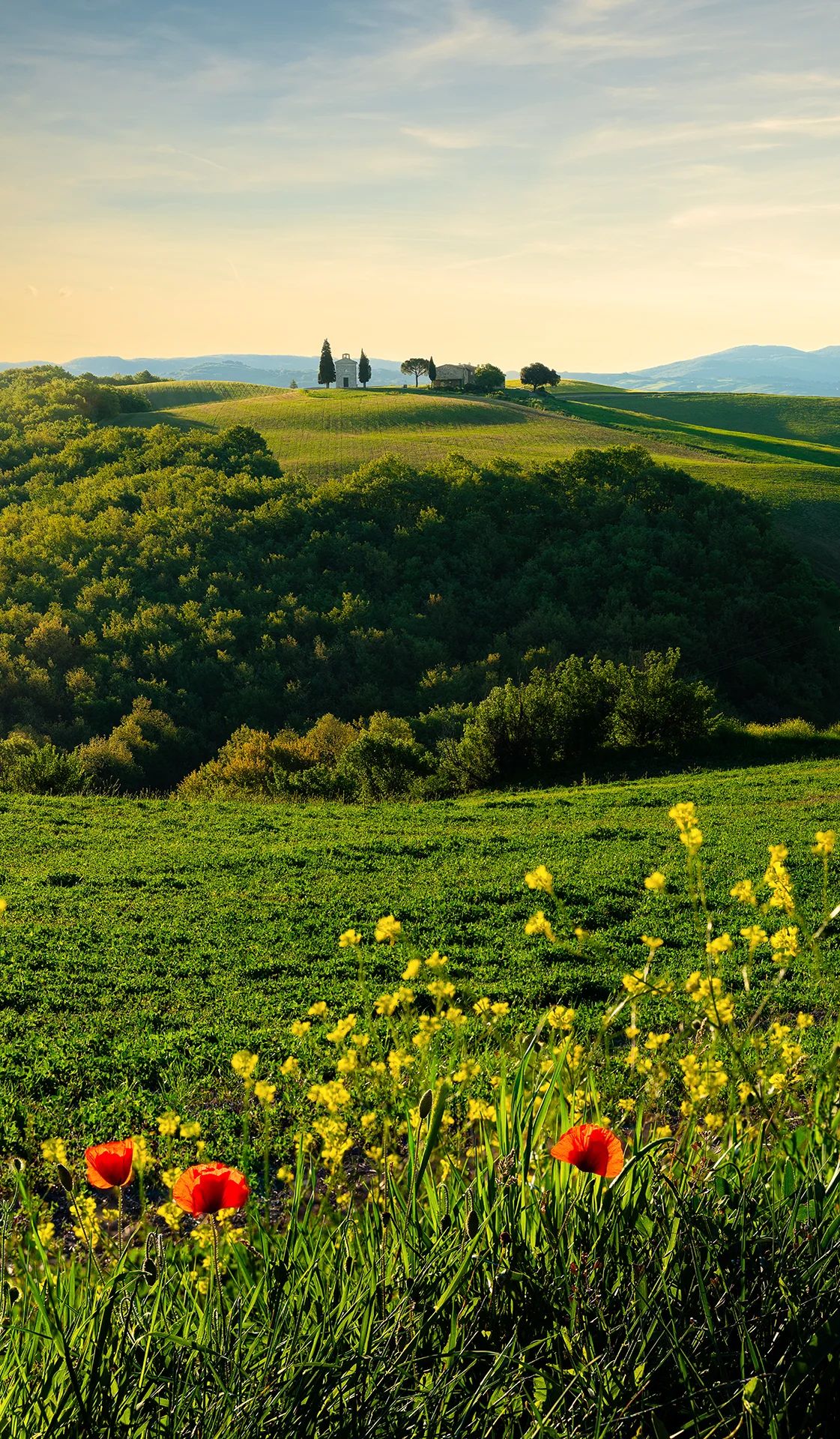 Red poppies and yellow wildflowers below the distant Vitaleta Chapel at sunrise in Tuscany